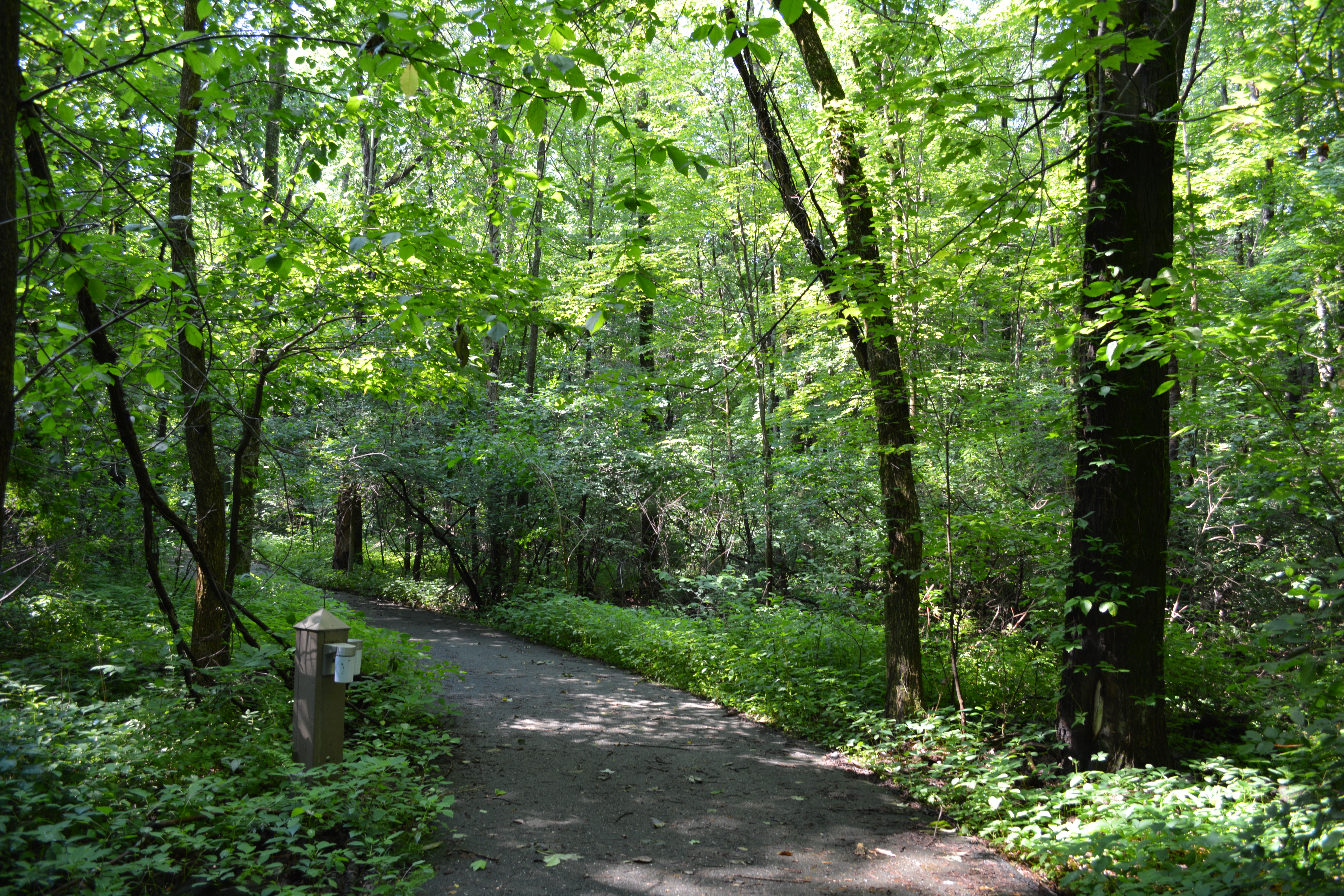 A gravel path through a forest
