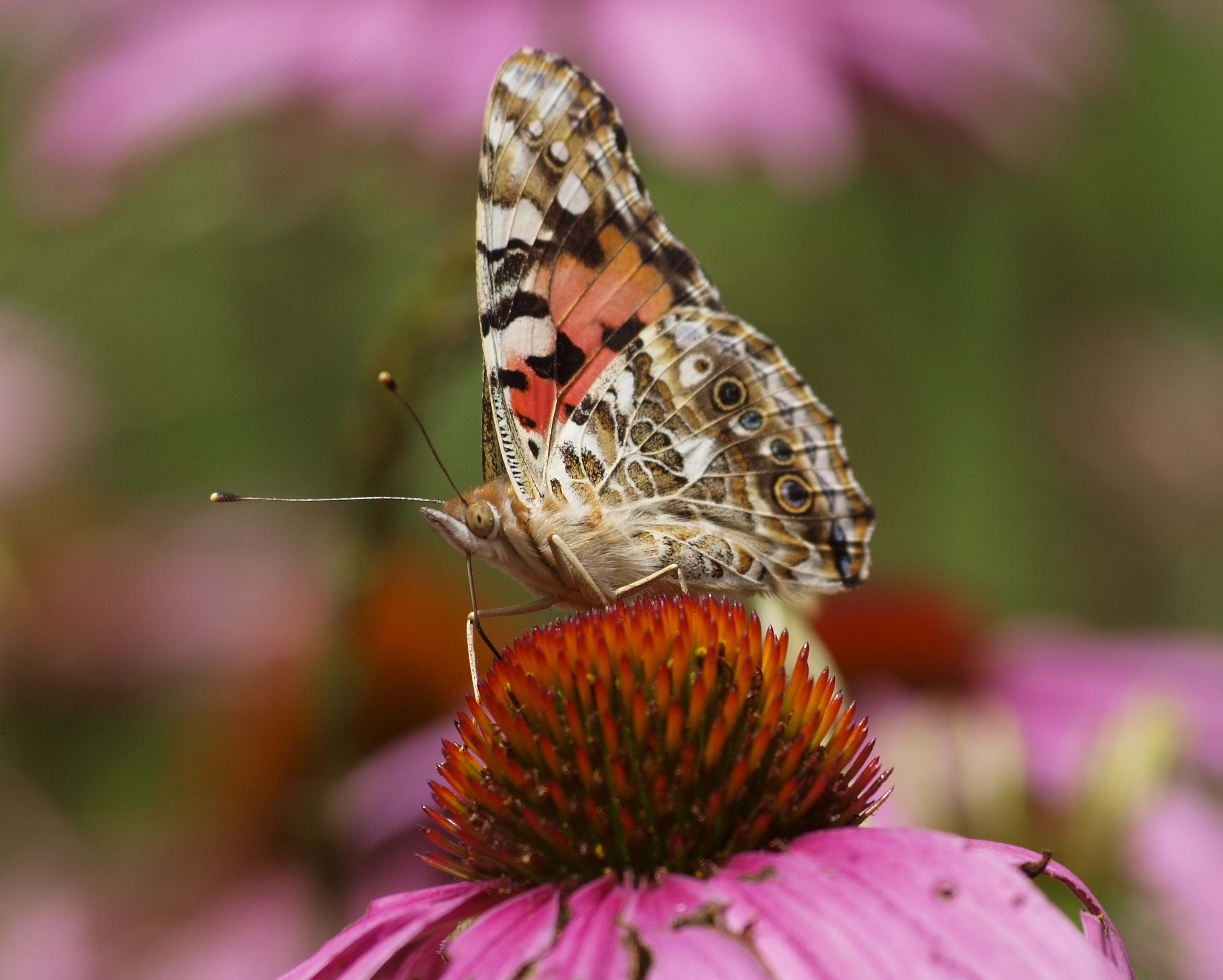 A butterfly sits on a flower on the Nature Center property.