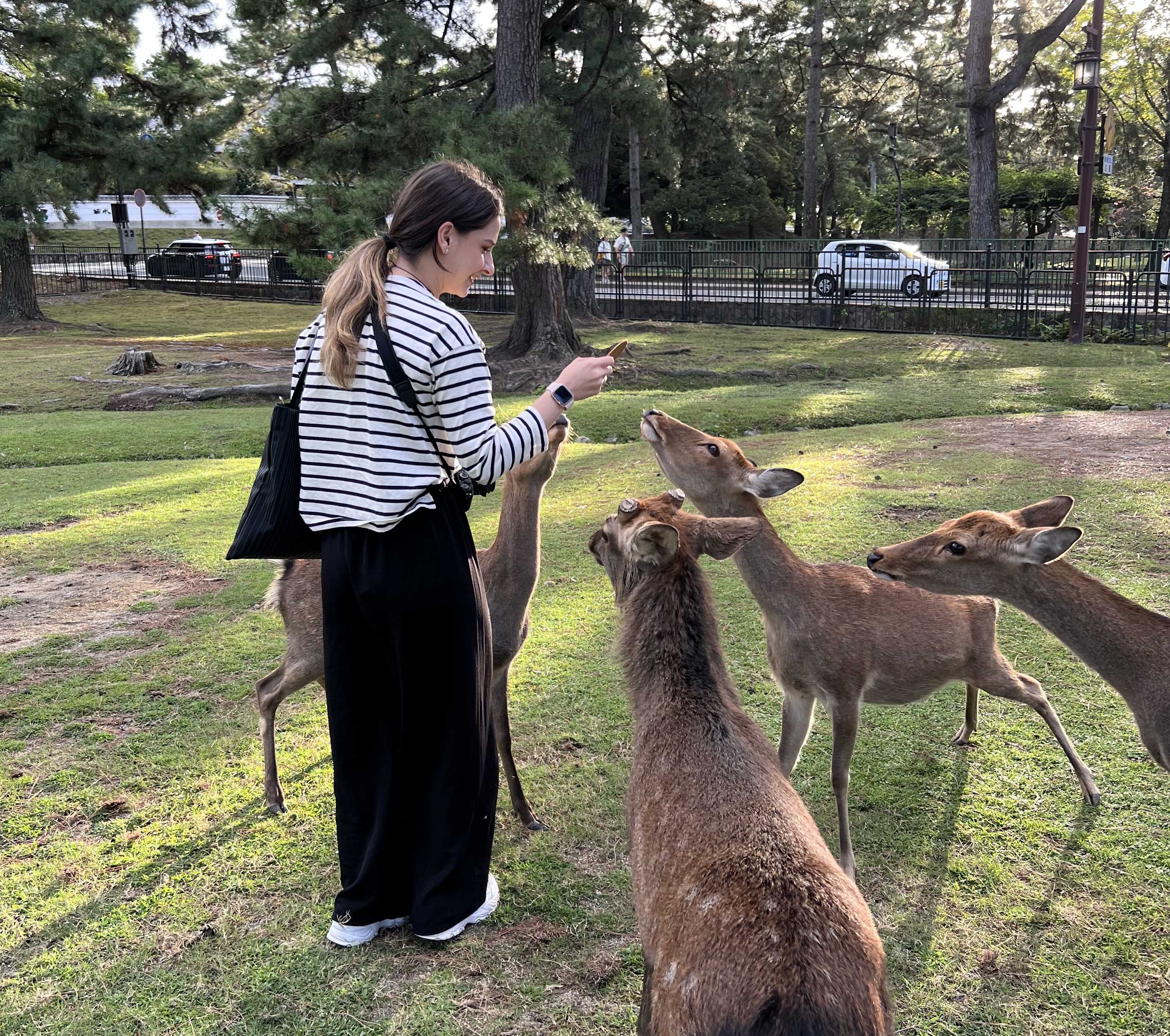 chloe feeding deer in japan