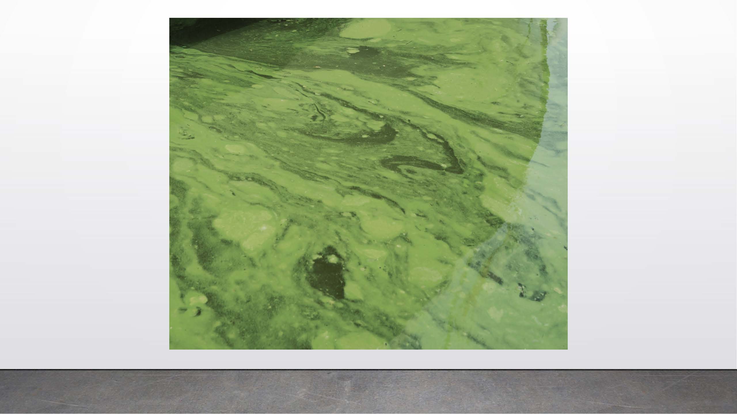 Katie White      Pernicious Blooms #4, 2018      Archival inkjet print.       20”x24”
