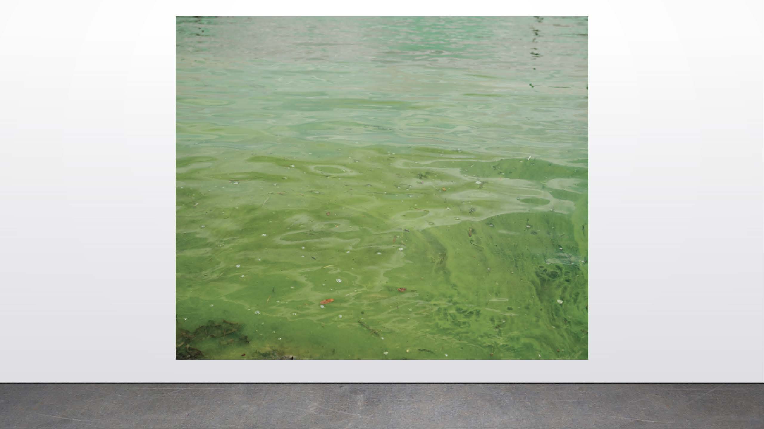 Katie White      Pernicious Blooms #1, 2018      Archival inkjet print.       20”x24”