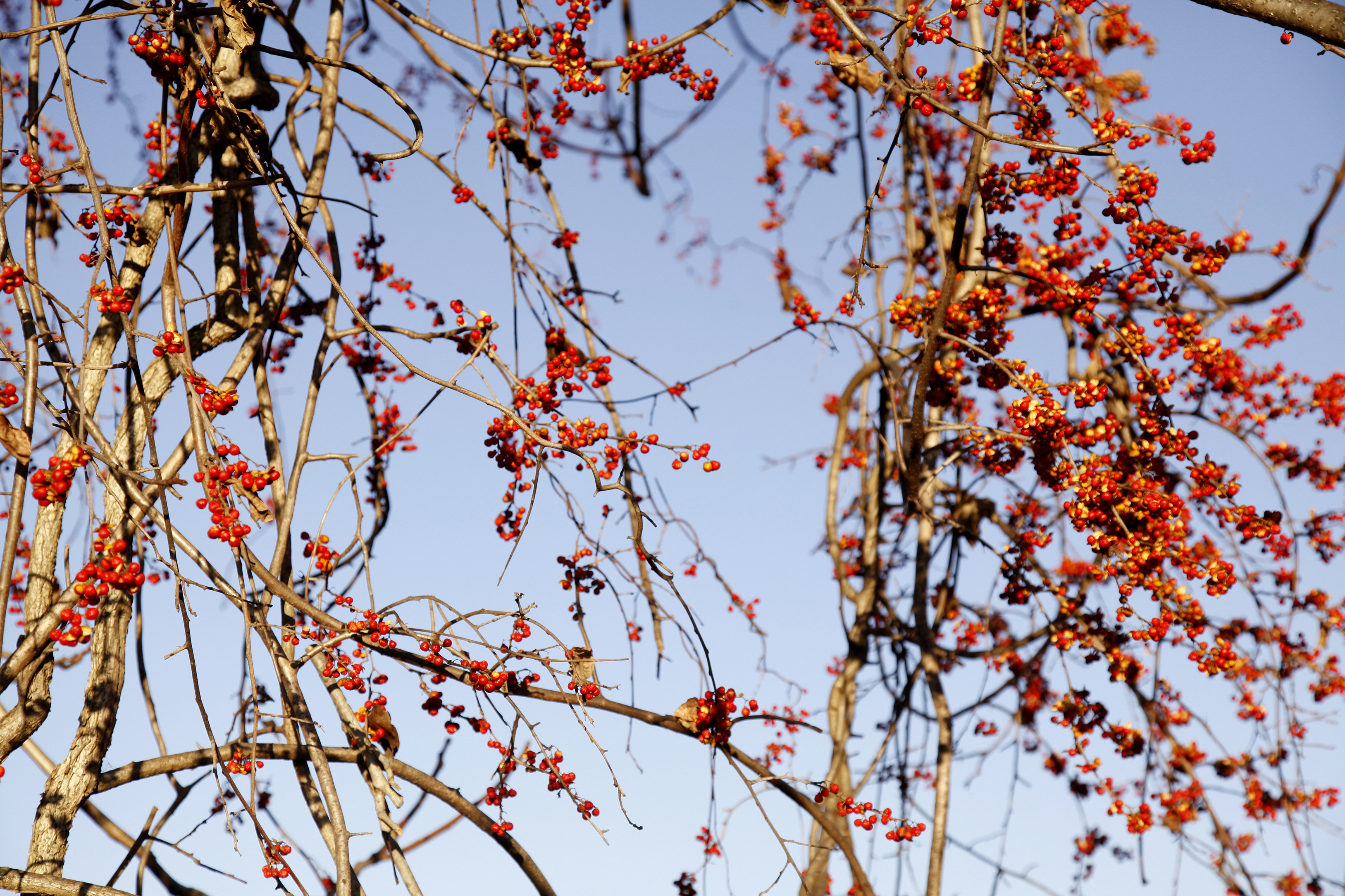 spring tree photograph
