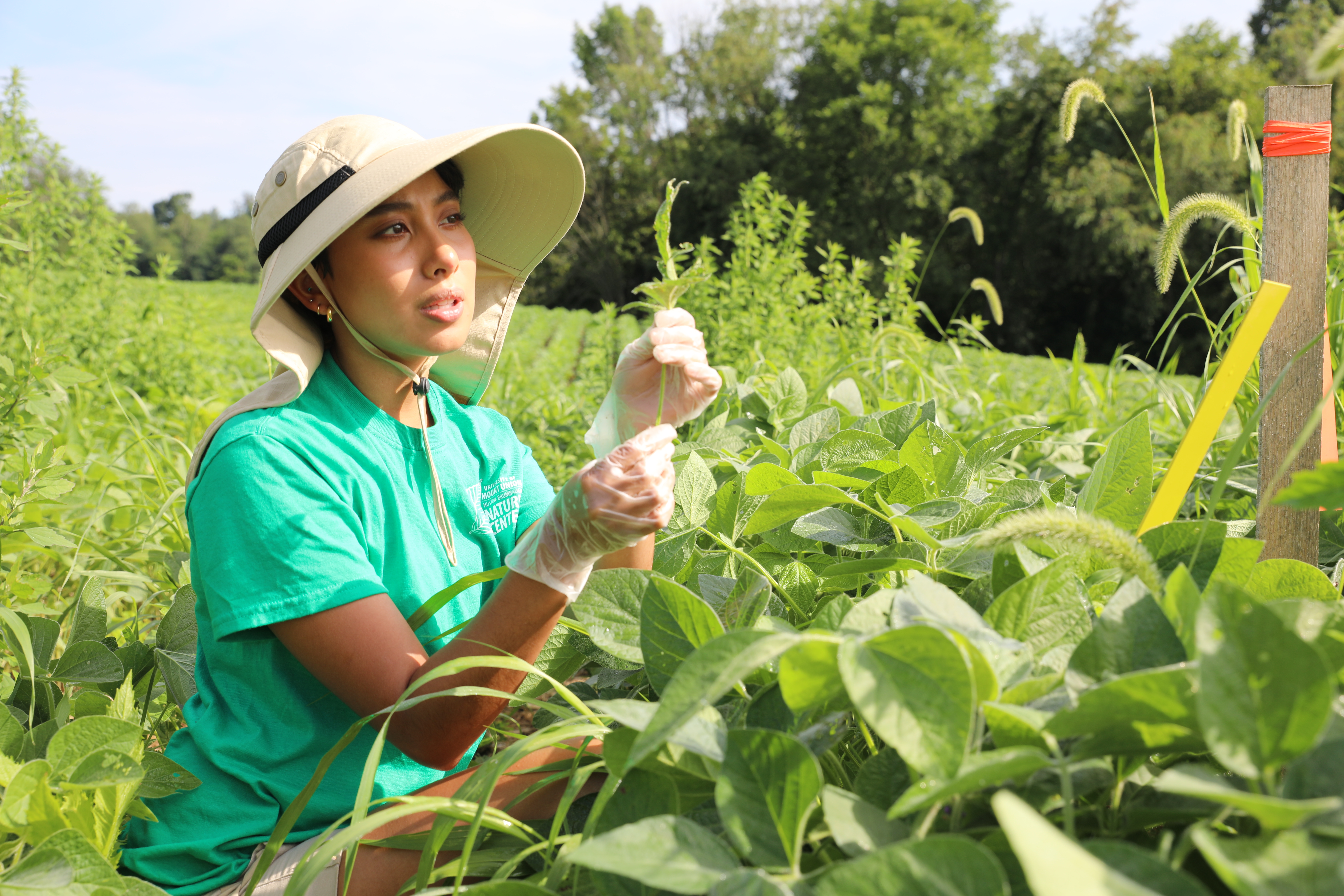 Alejandra Twiss '21, crouches in a soybean field as she examines a leaf from a weed exposed to pesticides.