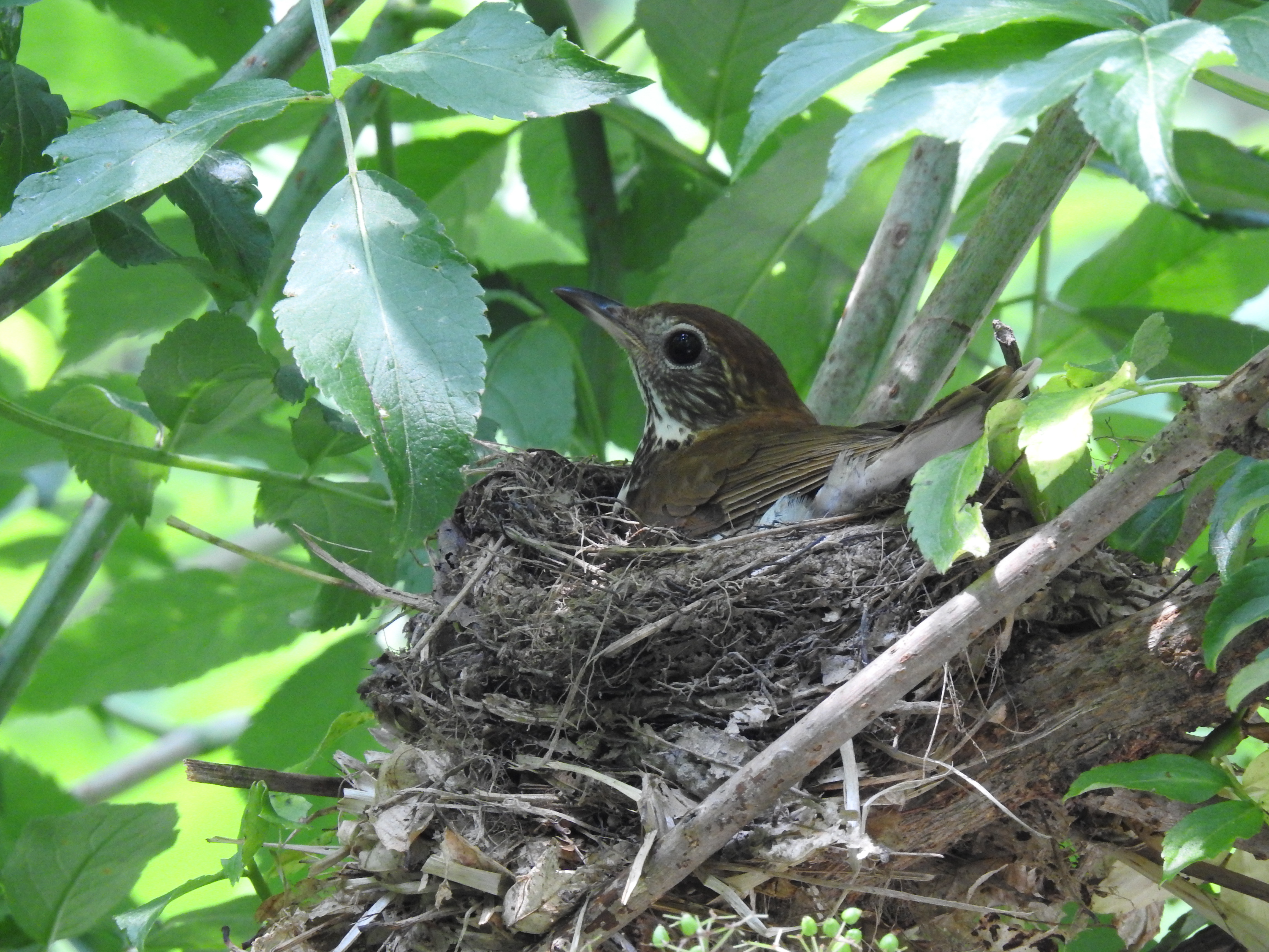 A bird sits in a nest on a tree branch