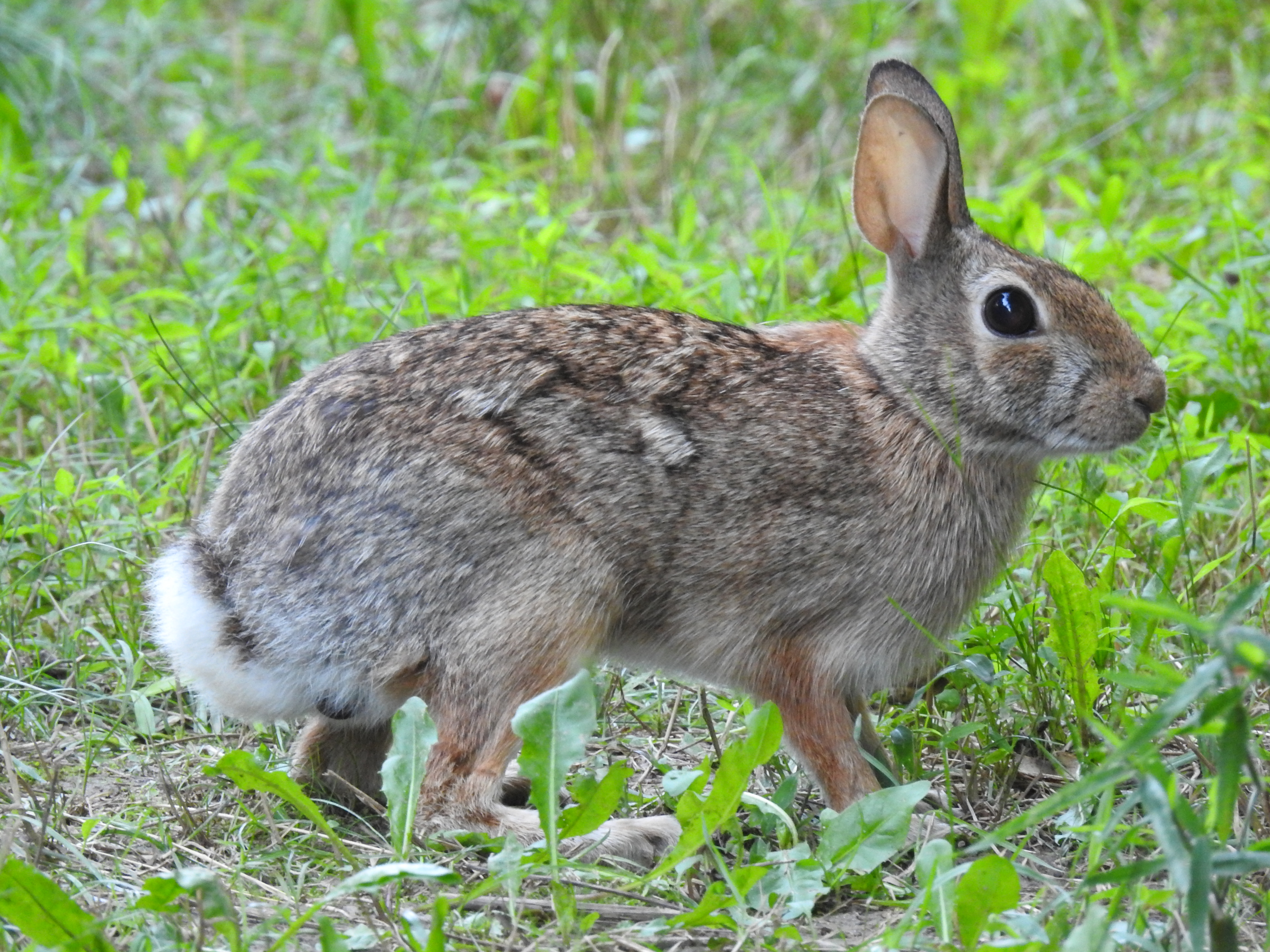 A rabbit sits in the grass