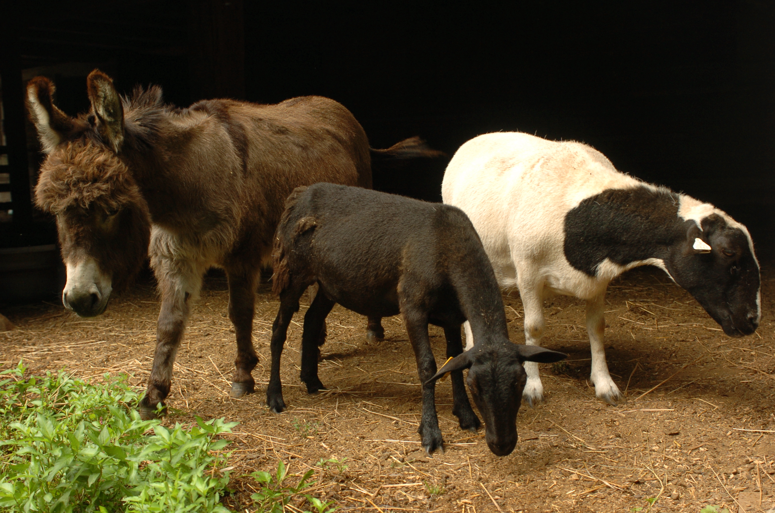 A brown donkey, brown sheep, and white sheep