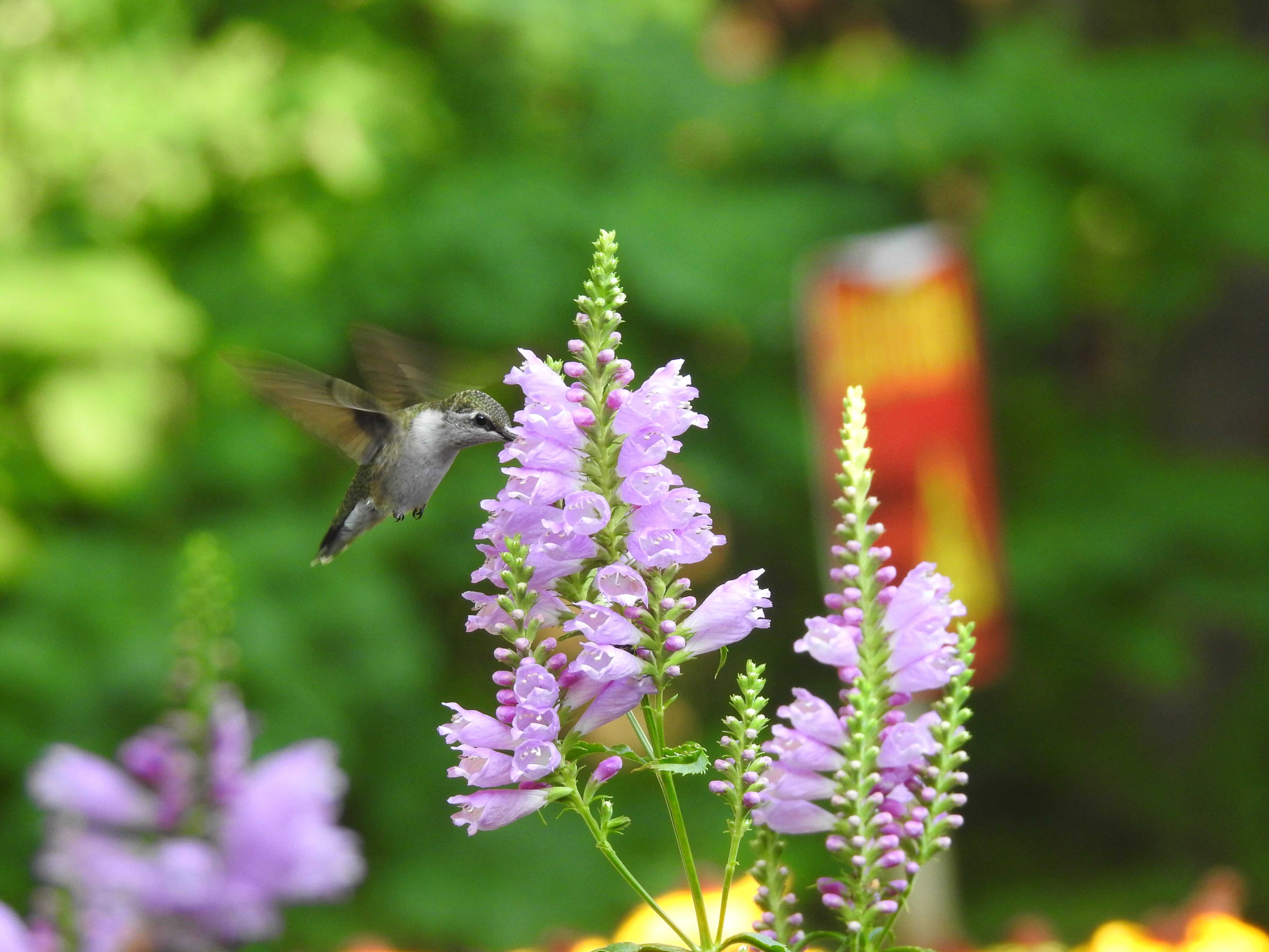 A hummingbird sips nectar from a light purple colored flower in a woodland setting