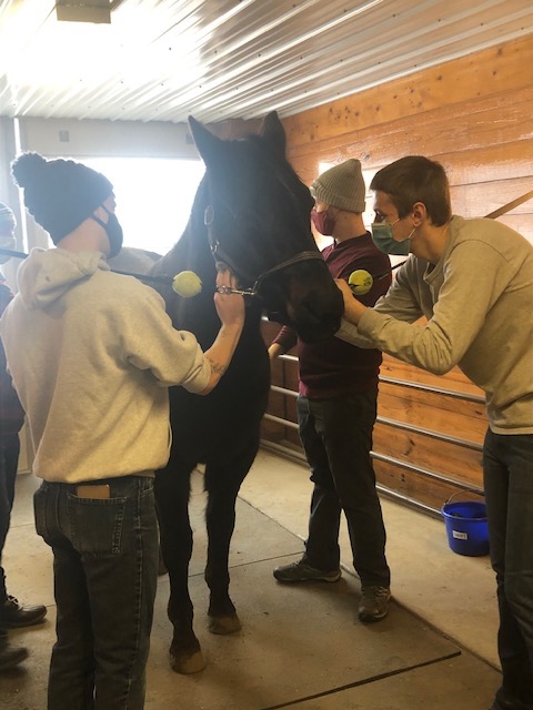 students brushing horse