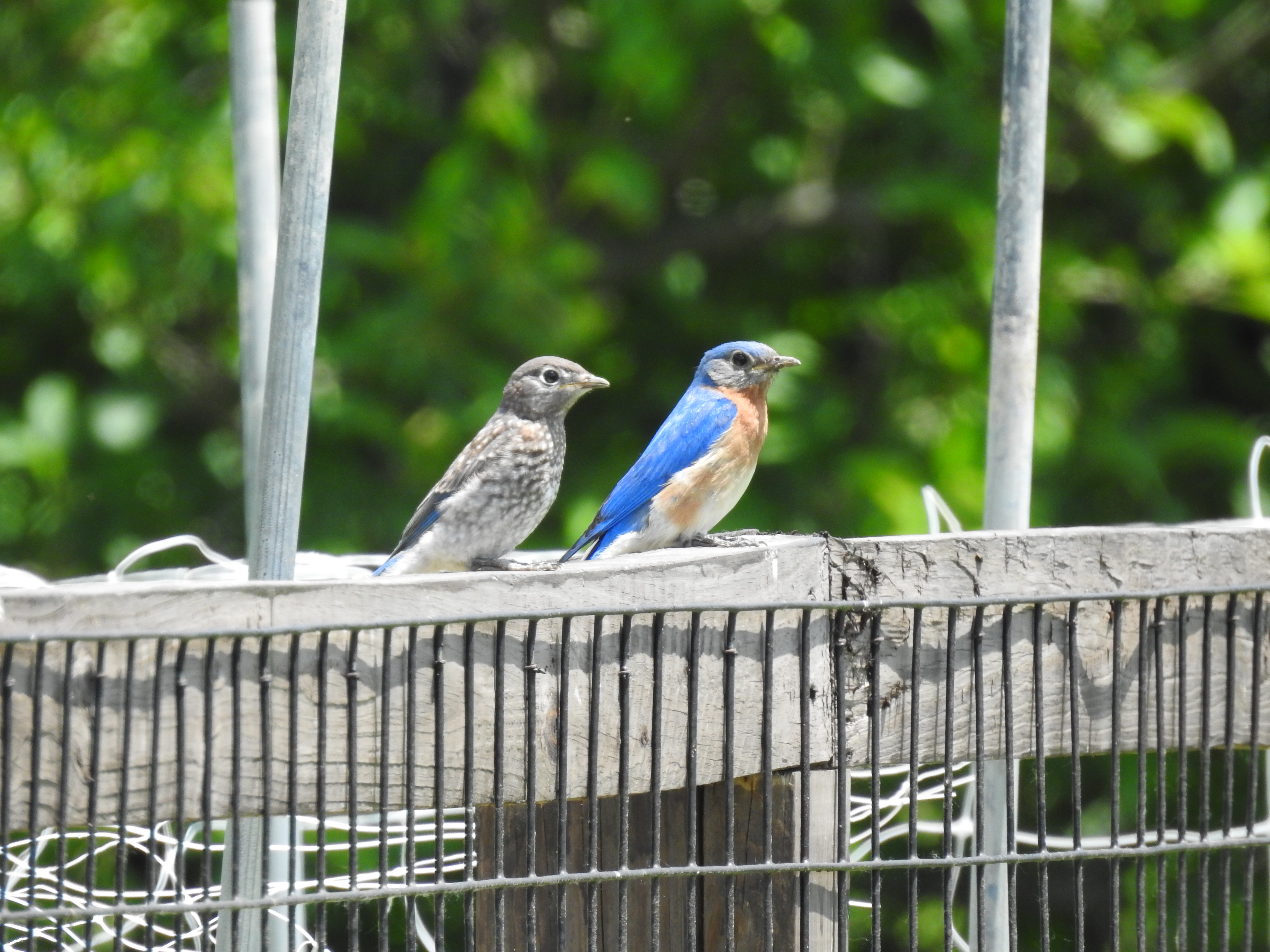 Photo of birds at the Huston Brumbaugh Nature Center