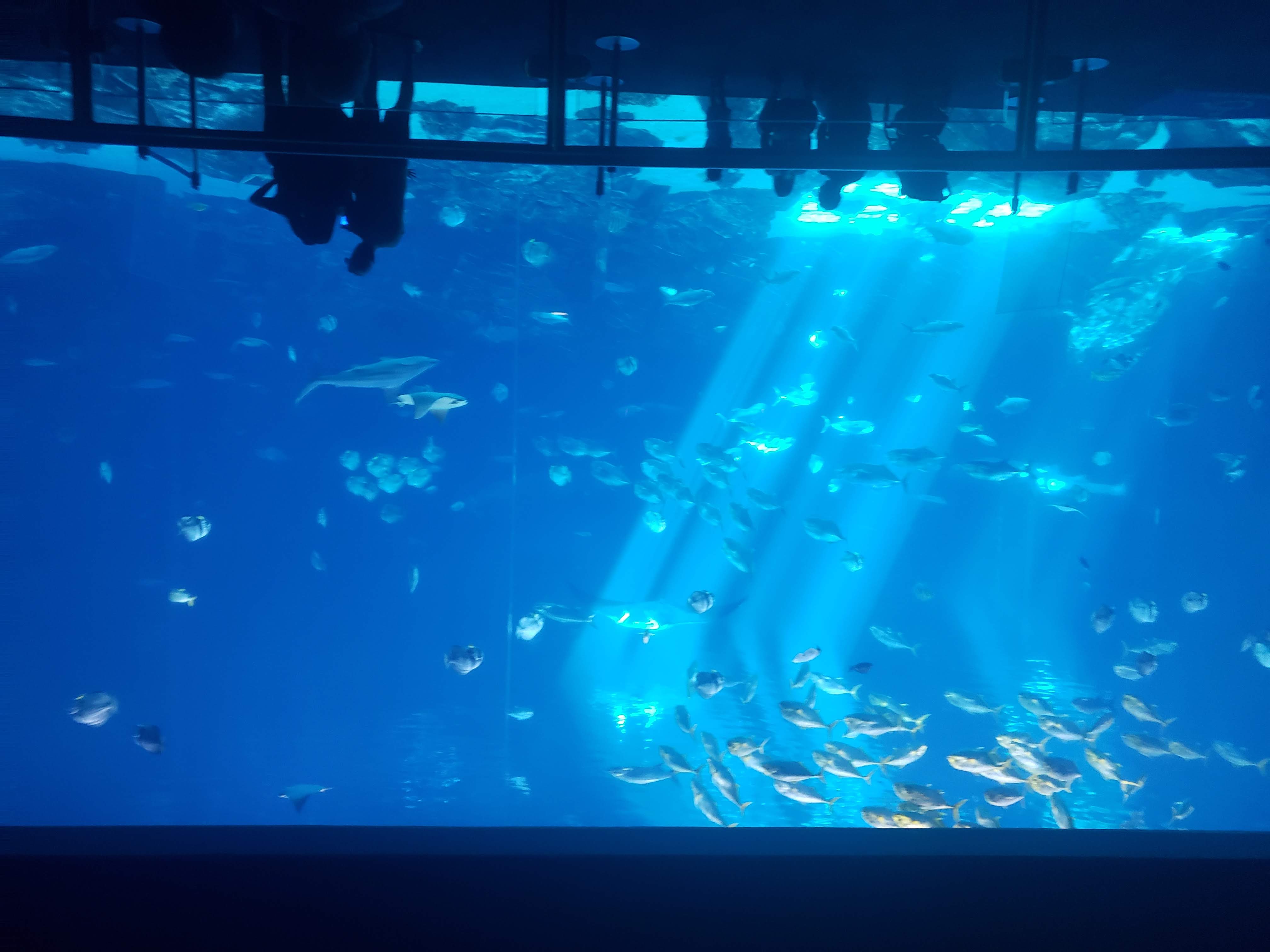 Silhouettes of people looking at a massive aquarium tank filled with fish