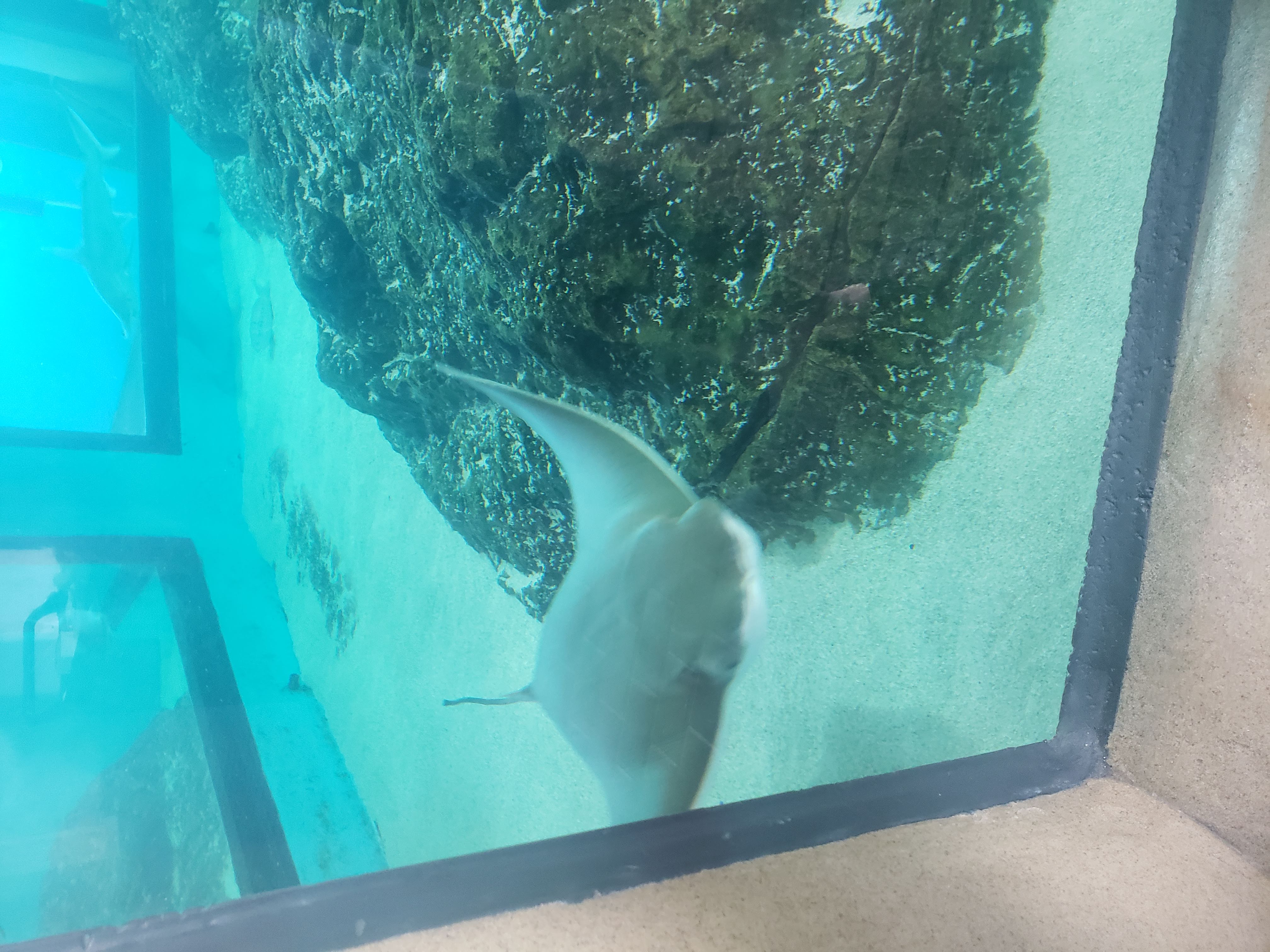 Manta ray in a tank