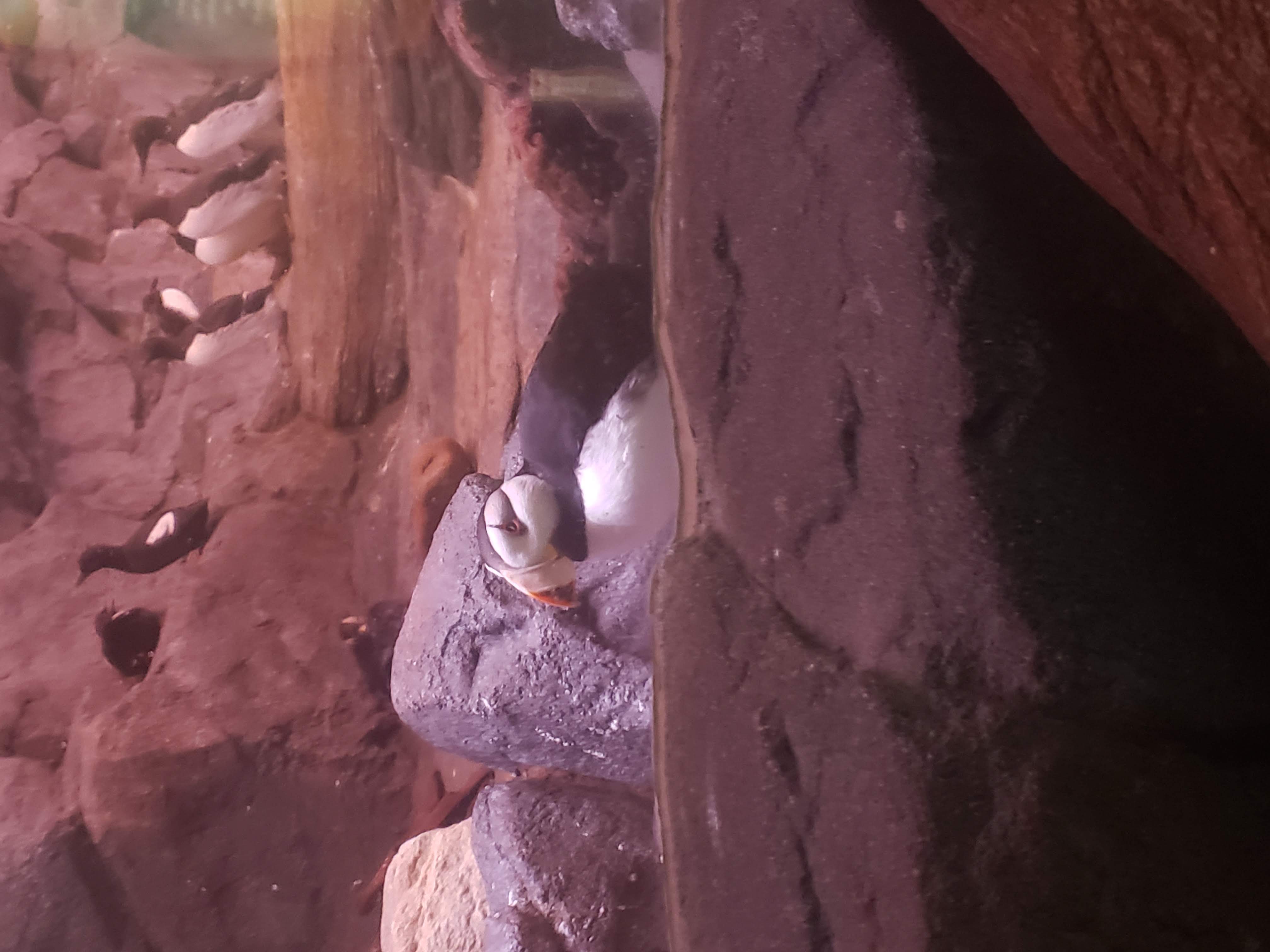 Puffins sitting on a rock