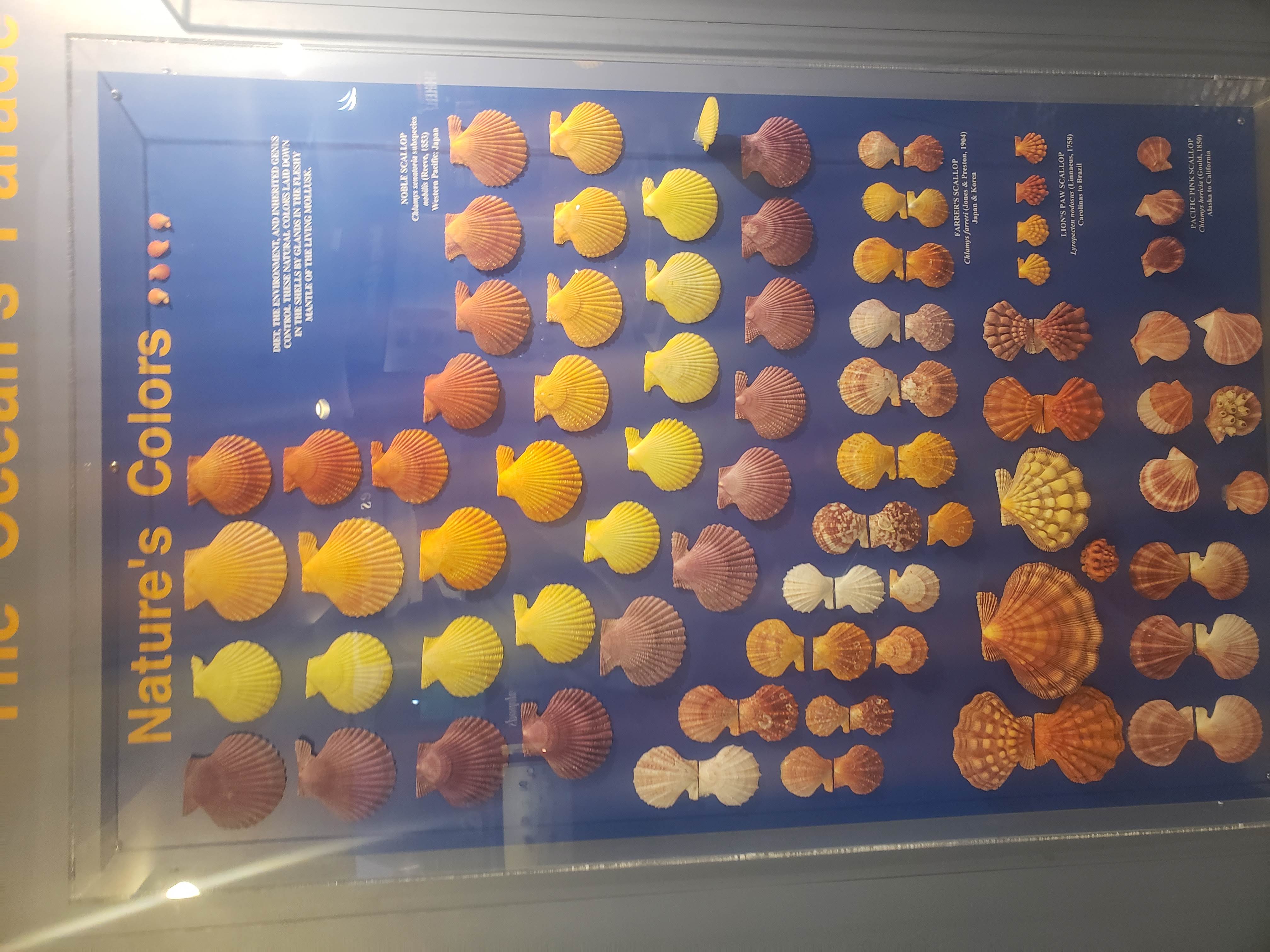 Selection of scallops shells arranged by size and color