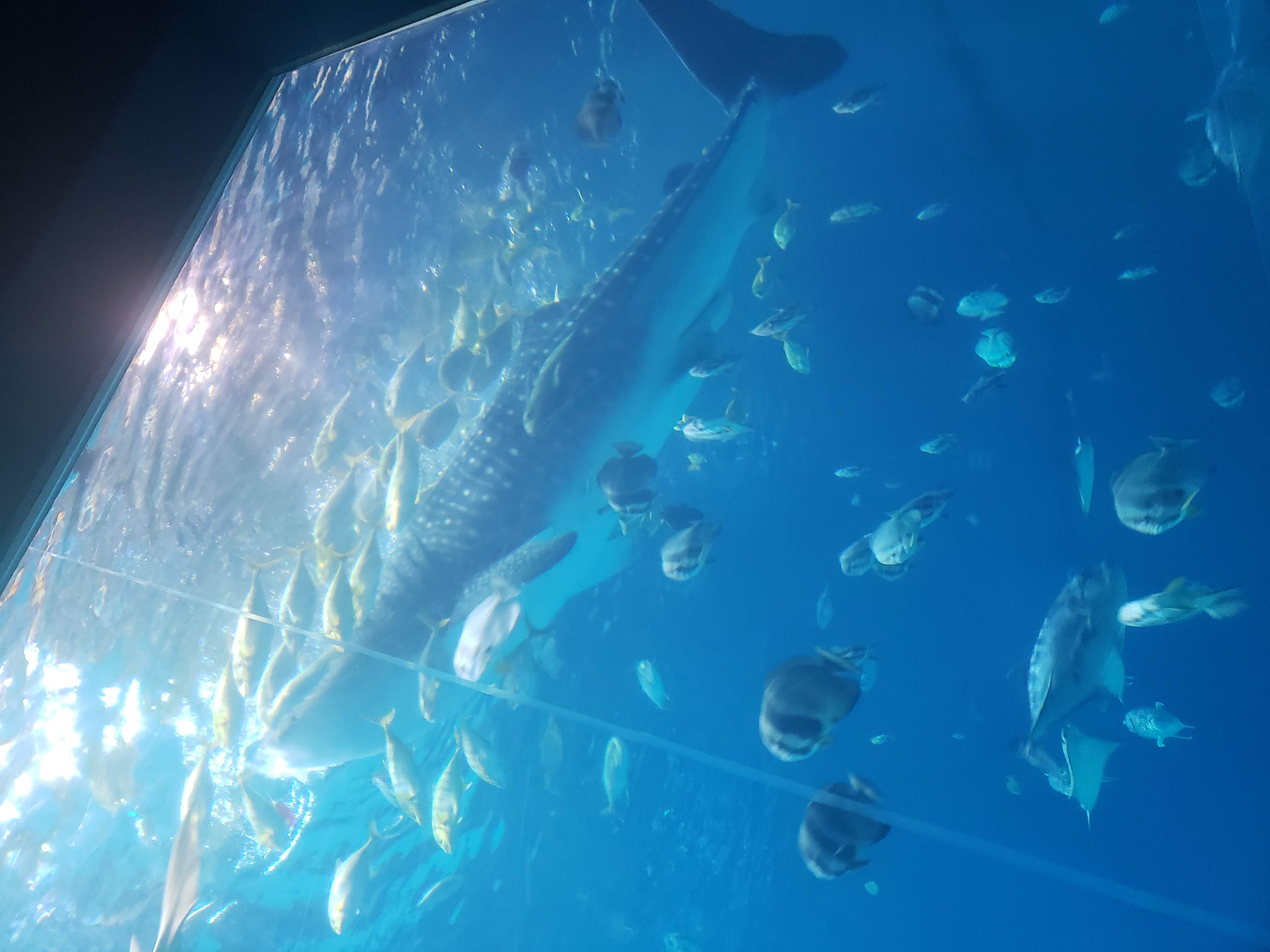 A whale shark surrounded by smaller fish in a tank