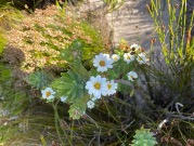 Flowers growing in South Africa