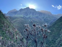 Mountain range surrounded by plant life